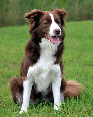 all about collies