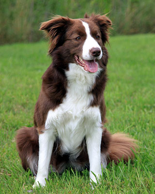 Border Collie Dog Breed Information & Characteristics