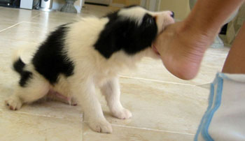 border collie nipping ankles