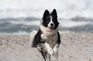 border collie running exercise