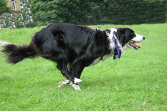 take your border collie for walk