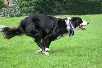 Border Collie Dog Guide, Exercise Needs, Stories & Tips