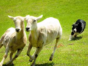 how do you train a collie