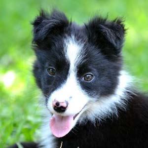 Border collie rescue