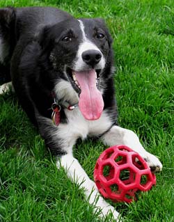 adopting border collies