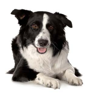 barking border collie