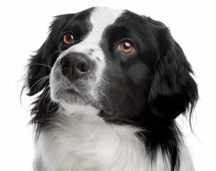 black border collie begging