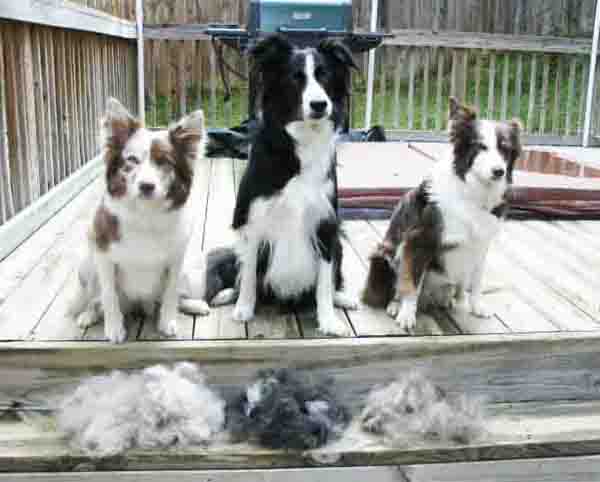 border collie hair shedding