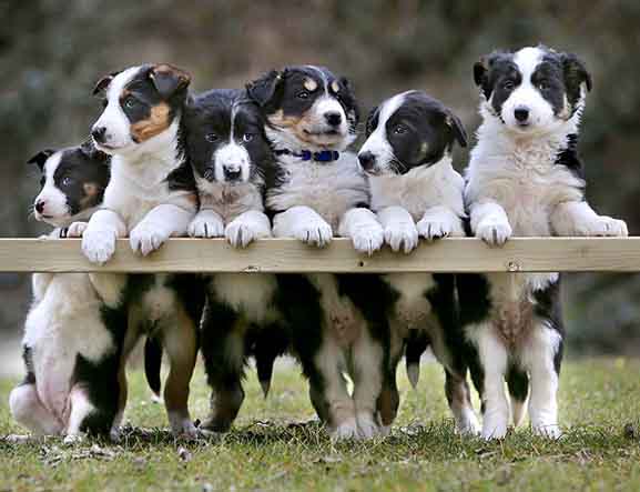 border collie family pet dog