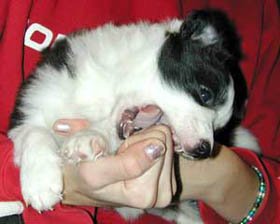 border collie biting