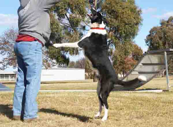 border collie jumping