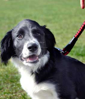 border collie pulling on the leash