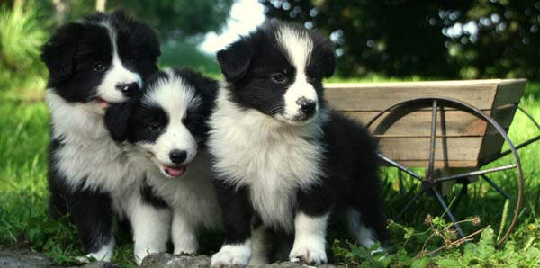 cute puppies border collie