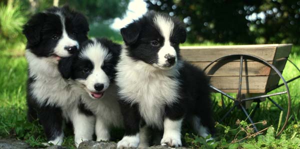 12 week border collie