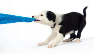 border collie nipping