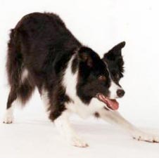 border collie speaking