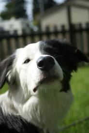 border collie ticks