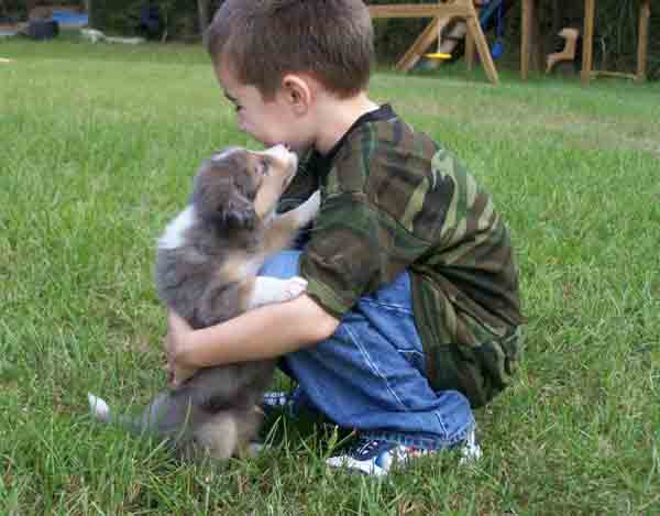 border collies with kids