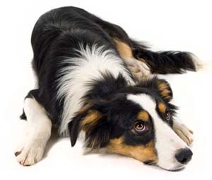 border collie shedding