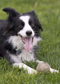 games for border collies