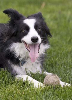 border collie eating poop