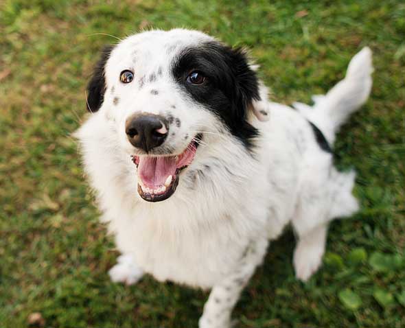 happy border collie