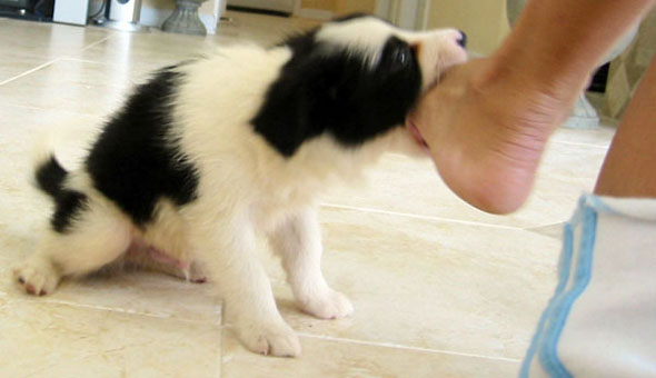 To Stop Border Collie Puppy Biting