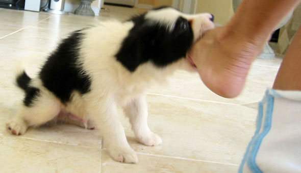 aggressive border collie puppy