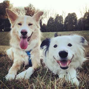 paige border collie