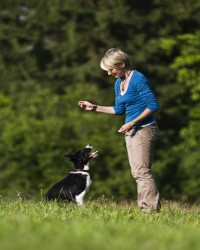 how do you train a collie