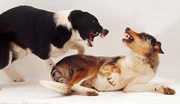 aggressive border collie puppy