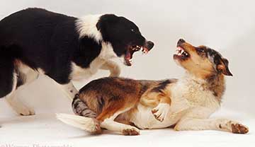 collie aggression