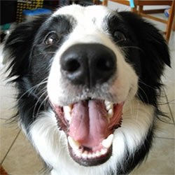 Ugly shop border collie