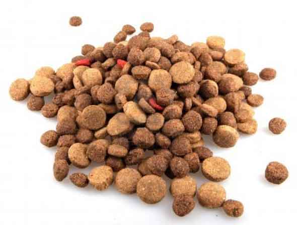 The Best Food for Border Collies