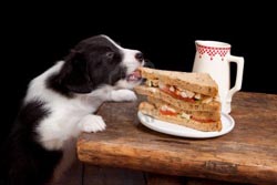 border collie eating