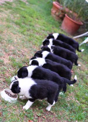 border collie feeding