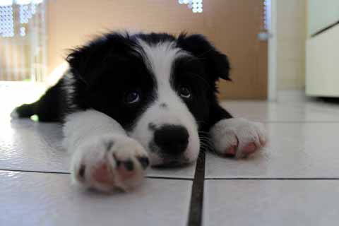 border collie on furniture