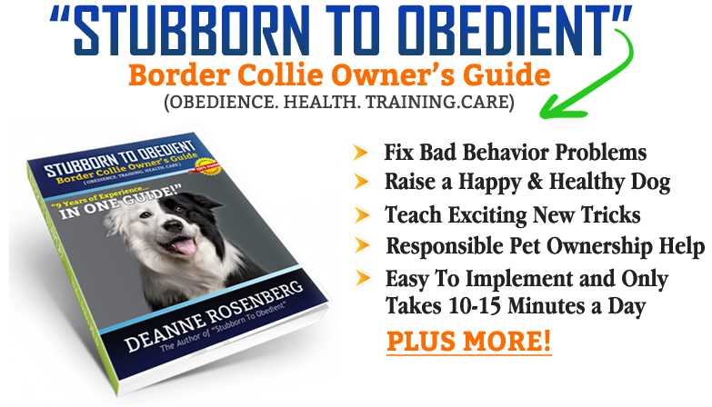 The Border Collie Care Guide: Personality, History, Training, Food, and  More - The Farmer's Dog