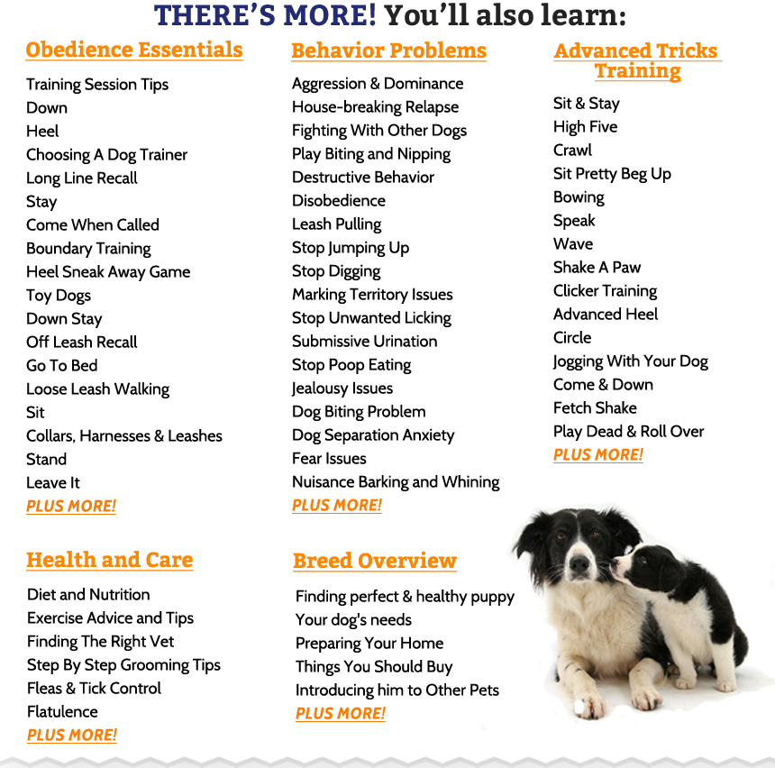 How To Care For Border Collies