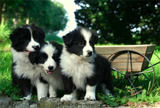 border collie puppy crate training